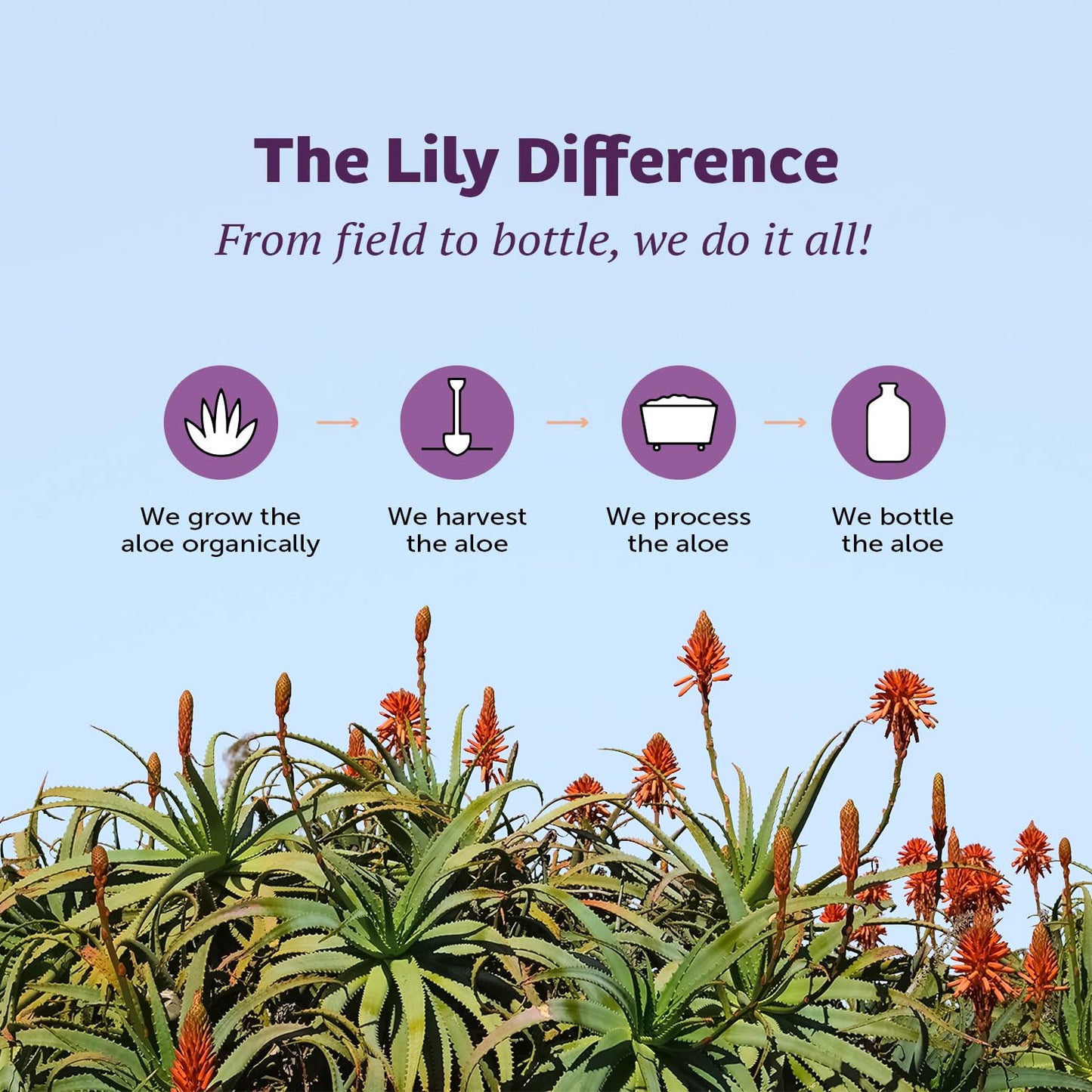 Lily of the Desert Aloe Vera Juice, Whole Leaf Filtered, Organic & Preservative Free – Natural Vitamins, Digestive Enzymes for Gut Health,