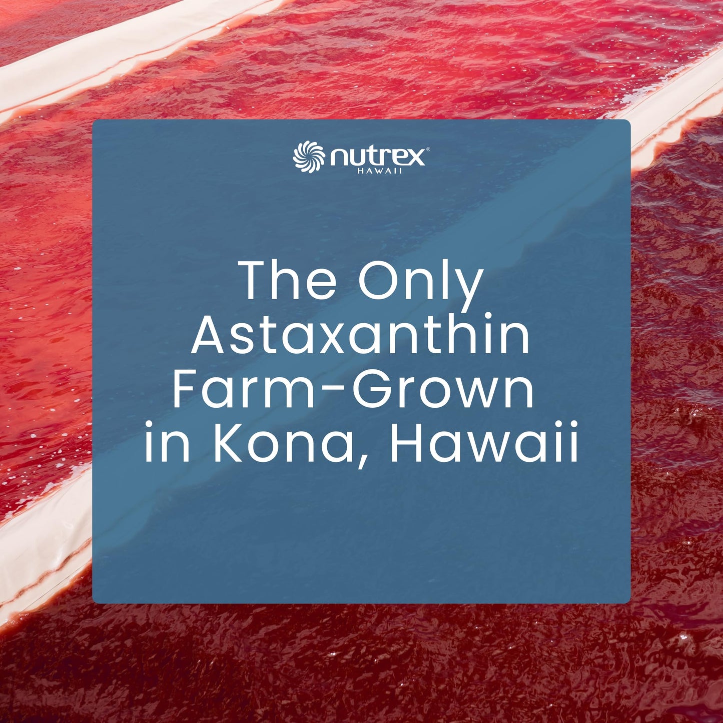 Nutrex Hawaii BioAstin Hawaiian Astaxanthin - 4mg, 60 Softgels - Farm-Direct Premium Antioxidant Supplement to Support Eye, Skin, Joint & Immune System Health - Non-GMO & Gluten-Free Nutrex Hawaii buy supplements Au
