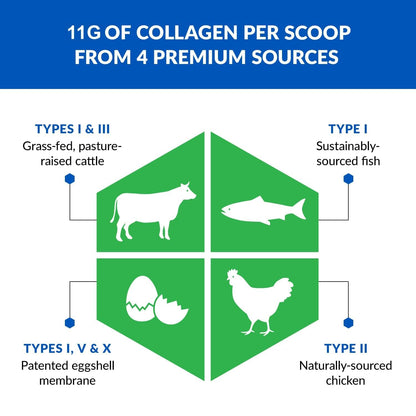 BioTrust Ageless Multi Collagen Peptides Powder – 5 Types (I, II, III, V, X) – Chocolate Collagen Powder for Women & Men – Hydrolyzed Protein – Grass Fed Beef, Fish, Chicken, Eggshell Membrane BioTrust buy supplements Au