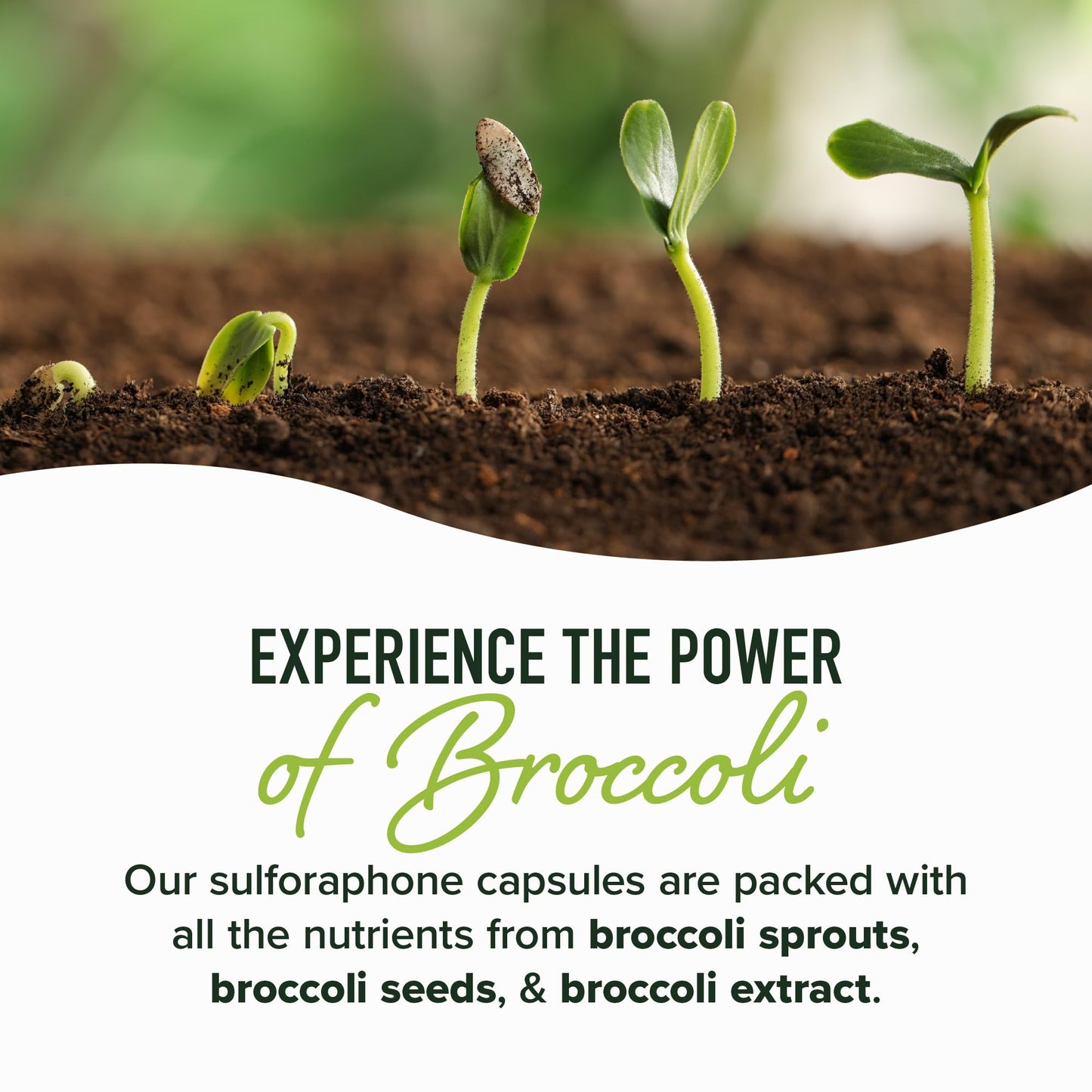 50MG Sulforaphane Supplement from Broccoli Sprouts | NRF2 Activation, Cellular Health & Immune Support | Glucoraphanin, Myrosinase & Antioxidants | Third-Party Tested