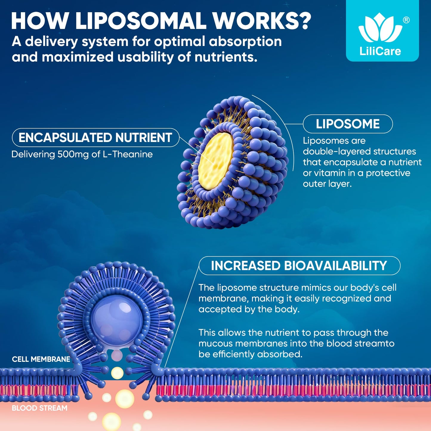 L Theanine Calm Gummies 500mg, Sugar-Free Liposomal L-Theanine Supplement, w/Safforn, Magnesium Glycinate, GABA, Ashwagandha, Algae Omega-3, Vitamin D3 B12