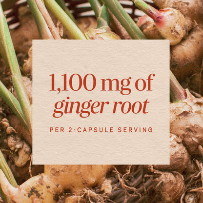 Nature’s Way Ginger Root Capsules, 1100 mg per 2-Capsule Serving Ginger Supplement for Digestive Comfort and Motion-Related Nausea Support